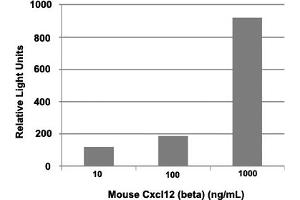 Triplicate samples of primary human neutrophils from three donors were allowed to migrate to mouse Cxcl12 (beta) (10, 100 and 1000 ng/mL). (CXCL12 Protein)