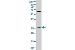 Western Blotting (WB) image for anti-Cappuccino Homolog (CNO) (AA 108-217) antibody (ABIN565859)