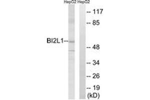 Western blot analysis of extracts from HepG2 cells, using BAIAP2L1 Antibody. (BAIAP2L1 Antikörper  (AA 111-160))
