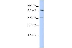 Western Blotting (WB) image for anti-Retinoblastoma Binding Protein 5 (RBBP5) antibody (ABIN2458075) (RBBP5 Antikörper)