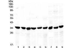 Western blot testing of 1) rat stomach, 2) rat small intestine, 3) rat pancreas, 4) mouse stomach, 5) mouse pancreas, 6) human MCF7, 7) human HeLa and 8) human 22RV1 lysate with COPE antibody at 0. (COPE Antikörper)