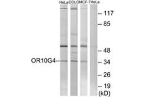 Western blot analysis of extracts from HeLa/COLO/MCF-7 cells, using OR10G4 Antibody. (OR10G4 Antikörper  (AA 230-279))