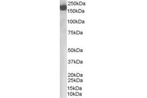 ABIN185437 staining (0. (Complement Factor H Antikörper  (Internal Region))