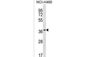 RAB36 Antibody (C-term) (ABIN1537092 and ABIN2849894) western blot analysis in NCI- cell line lysates (35 μg/lane). (RAB36 Antikörper  (C-Term))