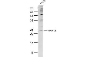 A549 lysates probed with TIMP-2 Polyclonal Antibody, Unconjugated  at 1:300 dilution and 4˚C overnight incubation. (TIMP2 Antikörper  (AA 51-150))