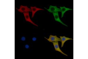 DKK1 Mouse Monoclonal Antibody staining Hela cells by IF/ICC. (DKK1 Antikörper  (Internal Region))