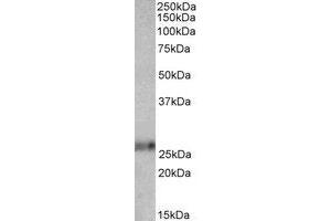 Western Blotting (WB) image for anti-Ephrin A1 (EFNA1) (AA 144-155) antibody (ABIN793208) (Ephrin A1 Antikörper  (AA 144-155))