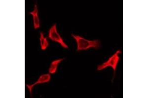 ABIN6276211 staining Hela by IF/ICC. (Relaxin 3 Receptor 1 Antikörper  (Internal Region))