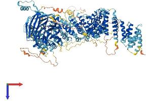 RAB3 GTPase Activating Protein Subunit 2 (Non-Catalytic) (RAB3GAP2) (AA 1-1393) protein (His tag)