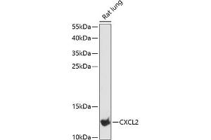 Western blot analysis of extracts of rat lung, using CXCL2 antibody (ABIN6130154, ABIN6139275, ABIN6139276 and ABIN6216344) at 1:3000 dilution. (CXCL2 Antikörper  (AA 1-107))