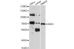 Western blot analysis of extracts of various cell lines, using ARAF antibody (ABIN4902938) at 1:1000 dilution. (ARAF Antikörper)