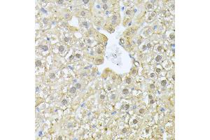 Immunohistochemistry of paraffin-embedded mouse liver using PSM antibody (ABIN1682332, ABIN3018467, ABIN3018468 and ABIN6220474) at dilution of 1:100 (40x lens). (PSMA7 Antikörper  (AA 1-248))