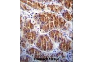 Cdc14 Antibody (ABIN652436 and ABIN2842275) immunohistochemistry analysis in formalin fixed and paraffin embedded human stomach tissue followed by peroxidase conjugation of the secondary antibody and DAB staining. (CDC14A Antikörper)