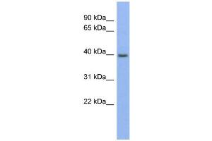 WB Suggested Anti-PANX3 Antibody Titration:  0. (Pannexin 3 Antikörper  (Middle Region))