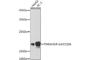 Western blot analysis of extracts of various cell lines, using TWEAKR/Fn14/CD266 Rabbit mAb (ABIN7271064) at 1:500 dilution. (TNFRSF12A Antikörper)