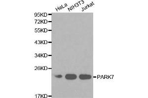 Western blot analysis of extracts of various cell lines, using PARK7 antibody. (PARK7/DJ1 Antikörper  (AA 1-189))
