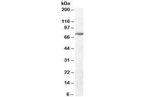 Western blot testing of human cerebellum lysate with WIZ antibody at 0. (WIZ Antikörper)