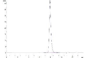 Size-exclusion chromatography-High Pressure Liquid Chromatography (SEC-HPLC) image for Lysosomal-Associated Membrane Protein Family, Member 5 (LAMP5) (AA 30-235) protein (Fc Tag) (ABIN7275126)