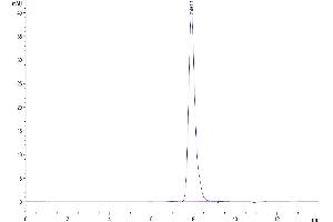 The purity of Human LAMP5 is greater than 95 % as determined by SEC-HPLC. (LAMP5 Protein (AA 30-235) (Fc Tag))