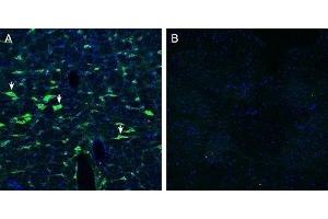 Expression of Calcitonin Receptor-Like Receptor in rat brain stem - Immunohistochemical staining of perfusion-fixed frozen rat brain sections with Anti-CRLR/CALCRL (extracellular) Antibody (ABIN7042979, ABIN7044198 and ABIN7044199), (1:200), followed by goat anti-rabbit-AlexaFluor-488. (CALCRL Antikörper  (C-Term, Intracellular))