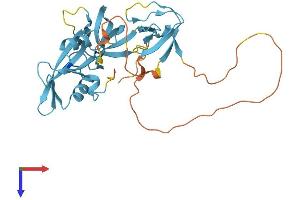 CrkL Protein (AA 1-303) (His tag)