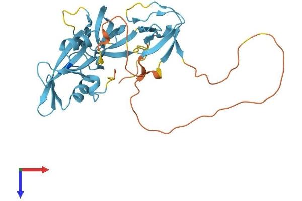 CrkL Protein (AA 1-303) (His tag)