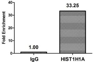 Chromatin Immunoprecipitation Hela (4*10 6 ) were treated with Micrococcal Nuclease, sonicated, and immunoprecipitated with 8 μg anti-HIST1H1A (nacHU) or a control normal rabbit IgG. (Histone H1.1 Antikörper)