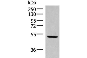 Western blot analysis of Rat heart tissue lysate using PSMD12 Polyclonal Antibody at dilution of 1:300