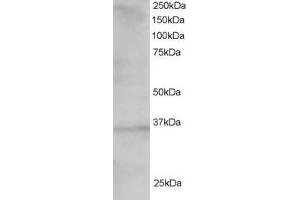 Western Blotting (WB) image for anti-Transcription Factor 19 (TCF19) (C-Term) antibody (ABIN2466242) (TCF19 Antikörper  (C-Term))