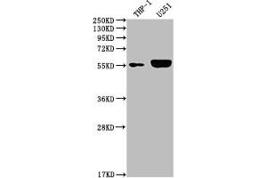 Western Blot Positive WB detected in: THP-1 whole cell lysate, U251 whole cell lysate All lanes: IRAK4 antibody at 1:2000 Secondary Goat polyclonal to rabbit IgG at 1/50000 dilution Predicted band size: 52, 38 kDa Observed band size: 55 kDa (Rekombinanter IRAK4 Antikörper)