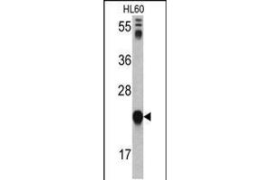 Western blot analysis of GLO1 antibody in HL60 cell line lysates (35ug/lane) (GLO1 Antikörper  (N-Term))