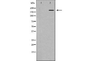 Western blot analysis of extracts of HEK-293, using HCFC1 antibody. (HCFC1 Antikörper  (N-Term))