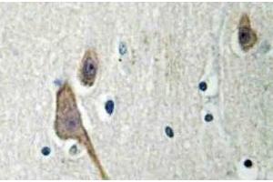 Immunohistochemistry (IHC) analyzes of 14-3-3 zeta antibody in paraffin-embedded human brain tissue. (14-3-3 zeta Antikörper)