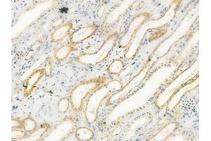 ABIN6258955 and ABIN6275155 at 1/100 staining human normal kidney tissue by IHC-P.