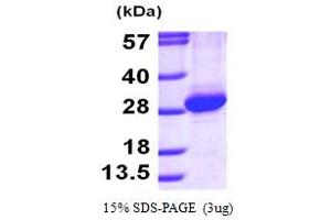 RAB11A, Member RAS Oncogene Family (RAB11A) (AA 1-213) protein (His tag)