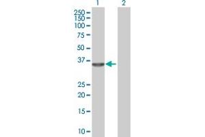 Western Blot analysis of RNASEH1 expression in transfected 293T cell line by RNASEH1 MaxPab polyclonal antibody. (Ribonuclease H1 Antikörper  (AA 1-286))