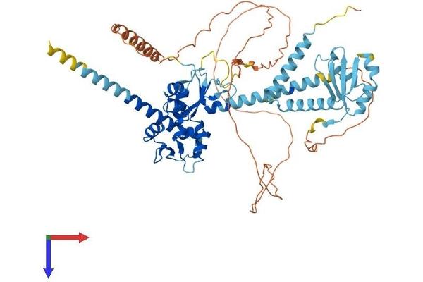 LARP7 Protein (AA 1-582) (His tag)