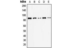 Western blot analysis of Gamma-catenin expression in HeLa (A), A431 (B), MDBK (C), NIH3T3 (D), rat brain (E) whole cell lysates. (JUP Antikörper  (C-Term))
