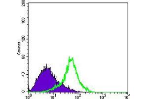 Flow cytometric analysis of Hela cells using Metadherin mouse mAb (green) and negative control (purple). (MTDH Antikörper)