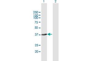 Western Blot analysis of FANCL expression in transfected 293T cell line by FANCL MaxPab polyclonal antibody.