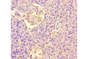 Immunohistochemistry of paraffin-embedded human pancreatic tissue using ABIN7158094 at dilution of 1:100 (PPIL5 Antikörper  (AA 18-159))