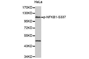 Western blot analysis of extracts of HeLa cells, using Phospho-NFKB1-S337 antibody (ABIN2987371). (NFKB1 Antikörper  (pSer337))