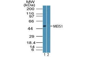Image no. 1 for anti-Meis Homeobox 1 (MEIS1) (AA 170-220) antibody (ABIN960263) (MEIS1 Antikörper  (AA 170-220))