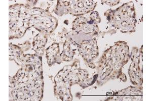 Immunoperoxidase of monoclonal antibody to TESK2 on formalin-fixed paraffin-embedded human placenta. (TESK2 Antikörper  (AA 405-542))