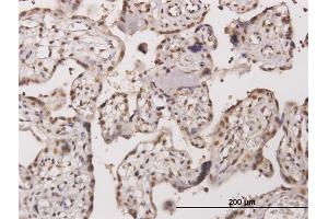 Immunoperoxidase of monoclonal antibody to TESK2 on formalin-fixed paraffin-embedded human placenta. (TESK2 Antikörper  (AA 405-542))