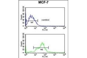 EBP1 Antibody (Center) (ABIN389363 and ABIN2839466) flow cytometric analysis of MCF-7 cells (bottom histogram) compared to a negative control cell (top histogram). (PA2G4 Antikörper  (AA 228-255))