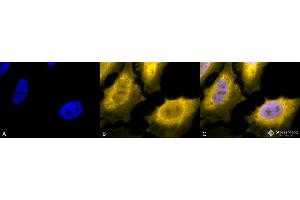 Immunocytochemistry/Immunofluorescence analysis using Chicken Anti-Hsp70 Polyclonal Antibody . (HSP70 Antikörper  (Biotin))