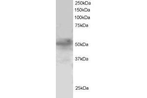 ABIN185047 staining (1µg/ml) of H460 lysate (RIPA buffer, 30µg total protein per lane). (FOXQ1 Antikörper  (N-Term))