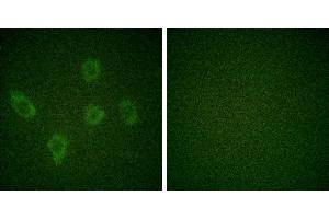 Peptide - +Immunofluorescence analysis of HuvEc cells, using Caspase 9 (Ab-125) antibody (Caspase 9 Antikörper)