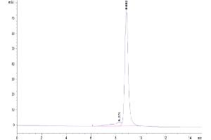 The purity of Biotinylated Cynomolgus IL-2 R beta is greater than 90 % as determined by SEC-HPLC. (IL2 Receptor beta Protein (AA 27-239) (His tag,Biotin))